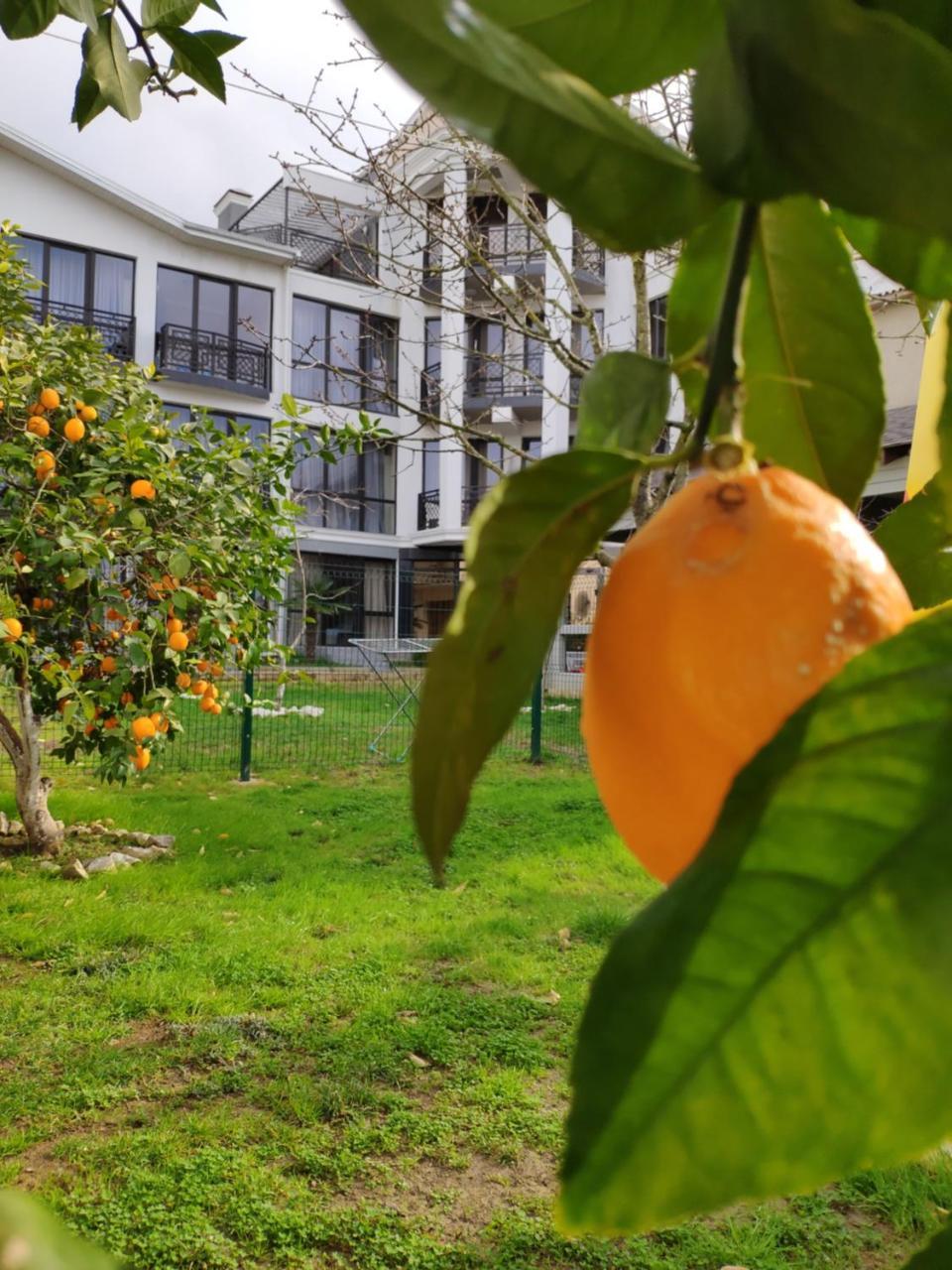Gega Hotel Gagra Kültér fotó